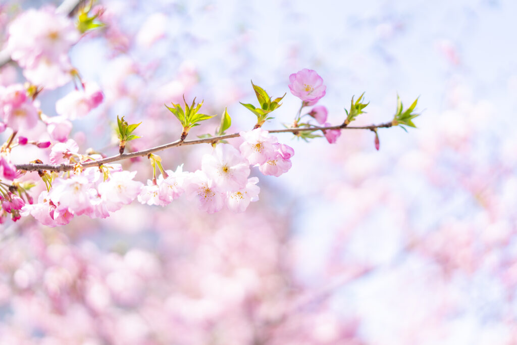 桜